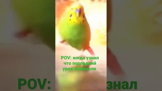 мем попугай 4) смотреть онлайн