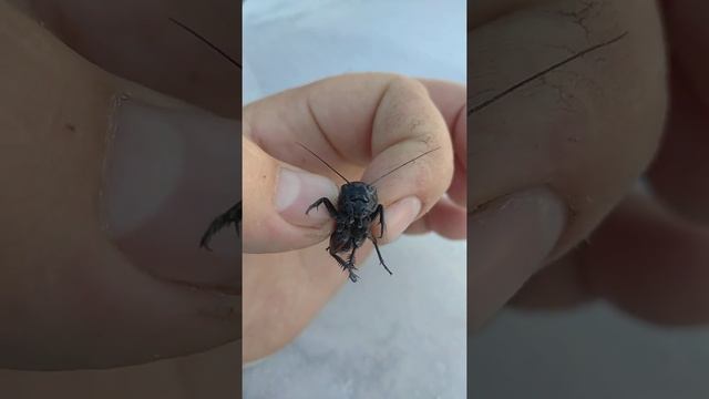 огромный сверчок #насекомые #сверчки смотреть онлайн