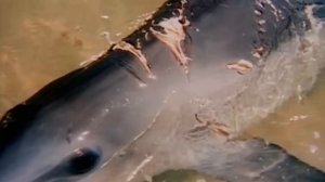 Свирепый подводный монстр! Тигровая акула