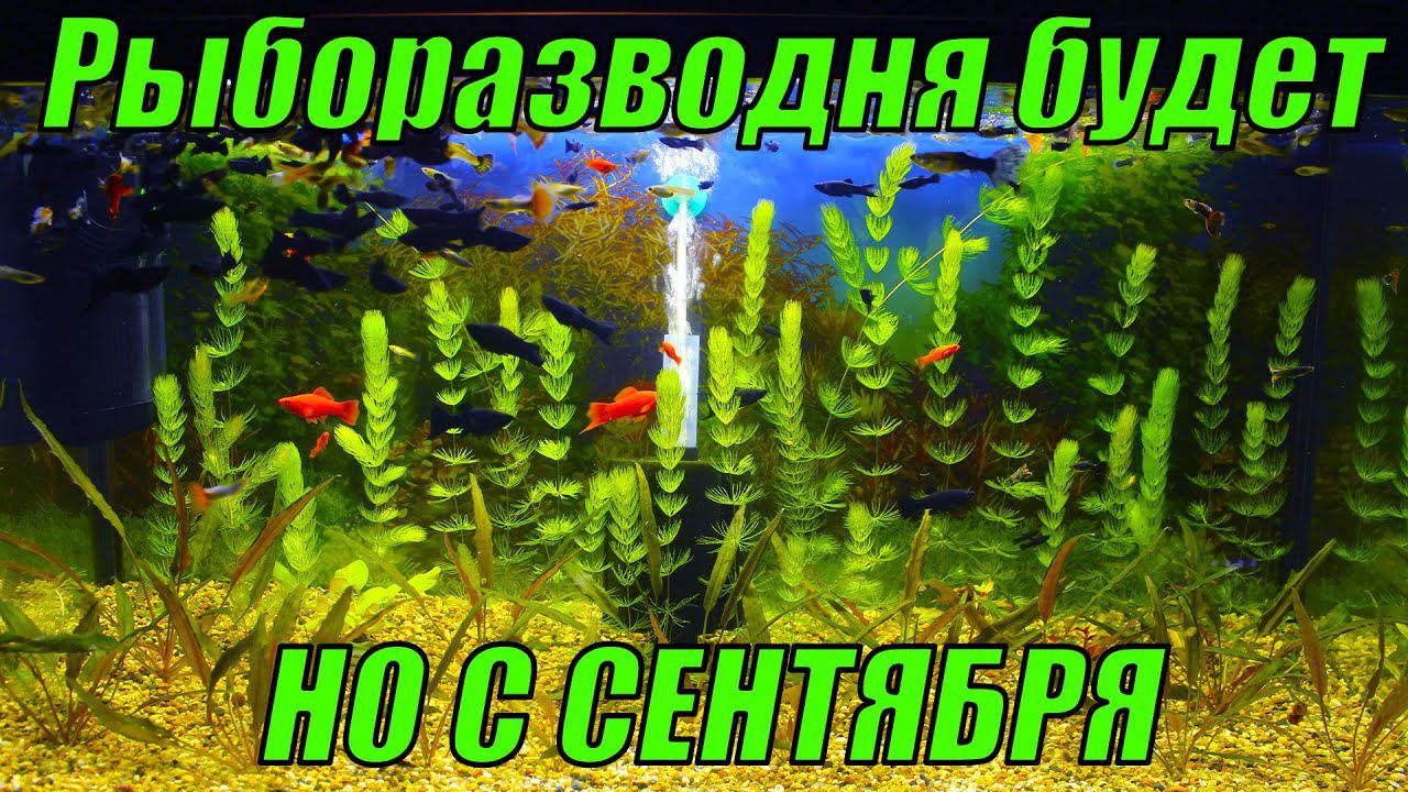 Куча дел на рыборазводне, НО ВСЁ НАЧНЁТСЯ С СЕНТЯБРЯ)