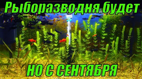 Куча дел на рыборазводне, НО ВСЁ НАЧНЁТСЯ С СЕНТЯБРЯ)