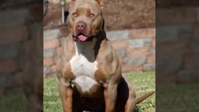 TOP 3 PITBULL🥵😱 #trending #shortsfeed #viralshort #dog смотреть онлайн