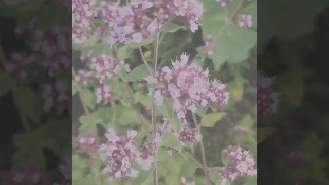 Лекарственные растения. Душица обыкновенная.