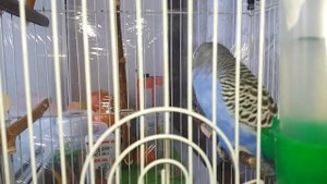 Почему попугай дрожит?/Что делать если попугай дрожит.