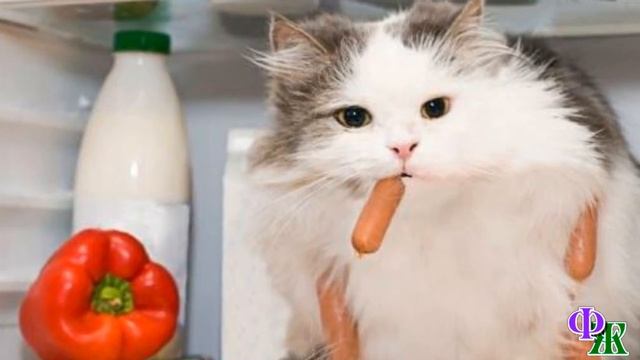 - Ненавижу диету! – урчал Барсик. Он был уверен – чем толще КОТ, тем больше счастья! смотреть онлайн