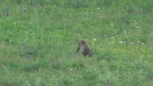 Архыз | Встреча с Медведем