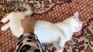 кошка очень хочет кота)