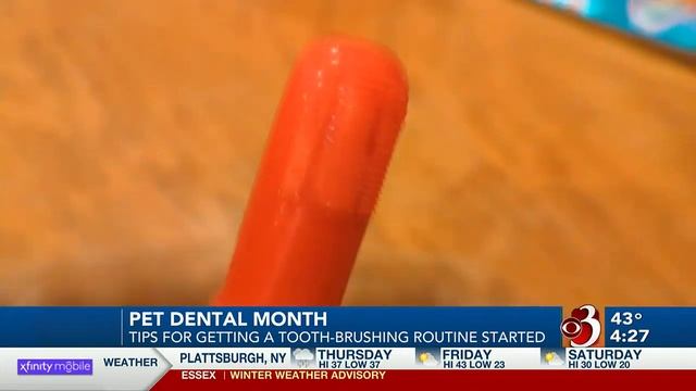 Why veterinarians say it's important to brush your pet's teeth смотреть онлайн