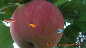 Яблоня обыкновенная Дочь Мелбы (malus) ? Дочь Мелбы обзор: как сажать, саженцы яблони Дочь Мелбы