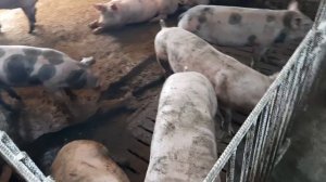 Со скольки СВИНЕЙ нужно НАЧИНАТЬ... Продолжаем делать ЩЕЛЕВОЙ пол...
