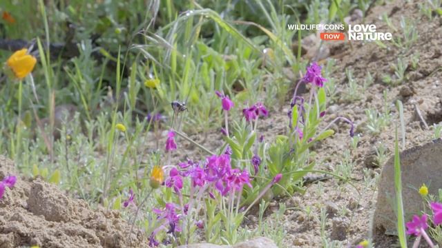 Герои дикой природы / Wildlife Icons :  Совместная жизнь 5 серия
