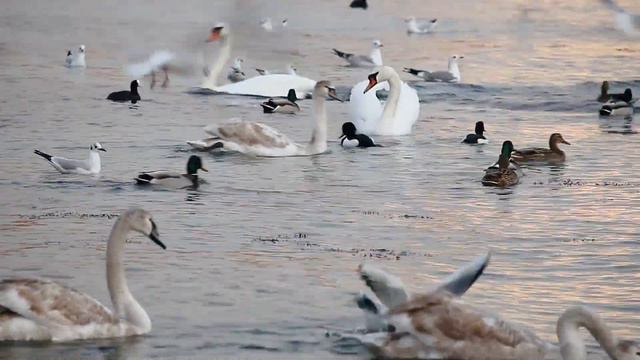 Забавные Лебеди, Севастополь, пляж Омега смотреть онлайн