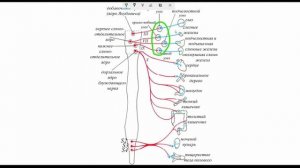 Парасимпатическая Нервная Система За 5 минут!