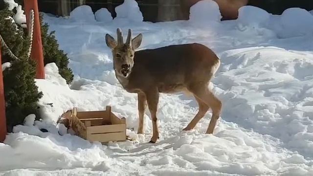 К нам пришёл из леса молодой олень. смотреть онлайн