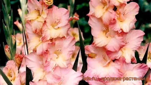 Гладиолус крупноцветковый Пинк Соледо ? обзор: как сажать, рассада гладиолуса Пинк Соледо смотреть онлайн