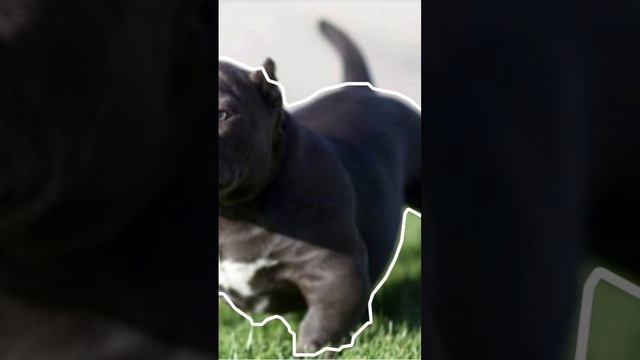 Сколько бывают видов Питбулей?