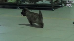 Керн-терьер на ilikepet. Особенности породы, уход