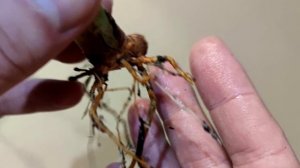 Обалдеть, любой черенок укореняется, даже лист цветов