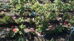 Дипладения, мандевилла,   цветение,  удобрение, полив.