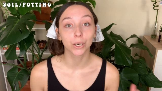 MONSTERA DELICIOSA CARE + PROPAGATION | indoor swiss cheese plant care