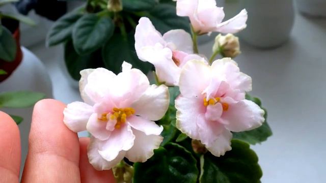 огляд сорту фіалки АВ-Зинаида Серебрякова смотреть онлайн