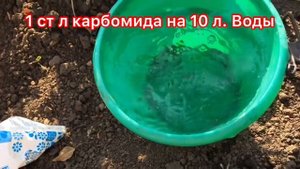 Роза из черенка -Как выращивать?Чем кормить?Как сохранить зимой?;Подкормка роз после обрезки?
