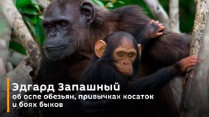 Эдгард Запашный об оспе обезьян, привычках косаток и боях быков