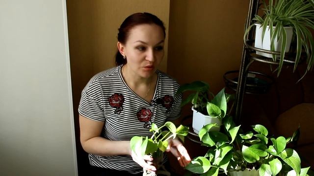 Эпипремнум - вредная лиана? [Надежда и мир]