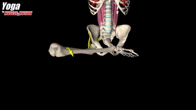 The one thing NOT to do in the Lotus pose смотреть онлайн