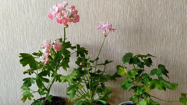 Лучшие сорта пеларгонии. Мини стеллар Ansbrook Capricorn.Вместе с ним приехали в одной посылке . смотреть онлайн