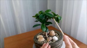 Фикус Моклейм/англ. Moclame # 3   Август 2022 #FicusMoclame #bonsai #BonsaiNaBalkone