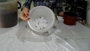 Санхеция. Уход. Пересадка.