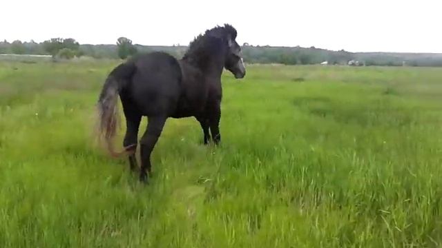 лошади тяжеловозы