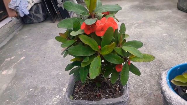 ¿Cuánto cuesta una corona de espinas? - Mi Jardín Secreto смотреть онлайн