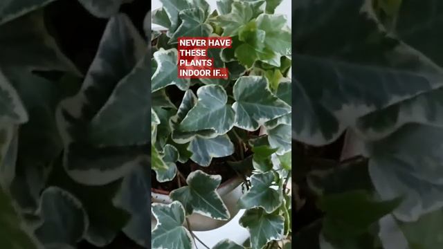 ENGLISH IVY PLANT