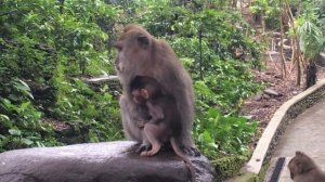 Лес обезьян в Убуде, Бали. Monkey forest. Жизнь обезьян.
