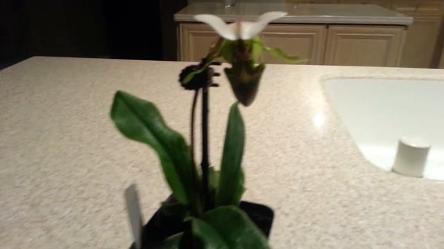 Paphiopedilum Orchid In Flower смотреть онлайн