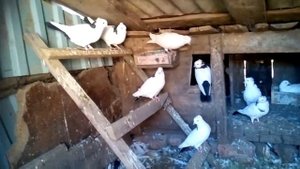Бакинские голуби и Иранские голуби бойные