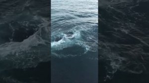 РШ СТАРТ, Кит запутался в хребтине крабового порядка, Татарский пролив, Промысел краба 2019 г