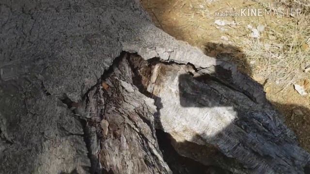 Пробковый дуб, блоки и посадка орхидей. Laelia jongheana. смотреть онлайн