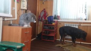 УТРО СНЕГ И ДВА РОТВЕЙЛЕРА С КОТОМ 😏