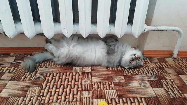 Как отдыхают коты. Балдеющий кот Сява. смотреть онлайн