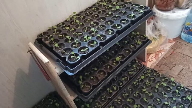 Рассада табака 23.03.2021 смотреть онлайн