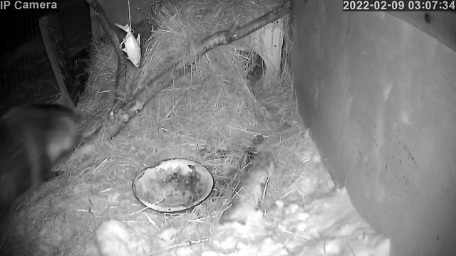 Енотовидная собака (Тануки) ищет путь на волю смотреть онлайн