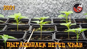 Перец чили: месяц с посадки. Про грунт, свет и вообще как там всё.