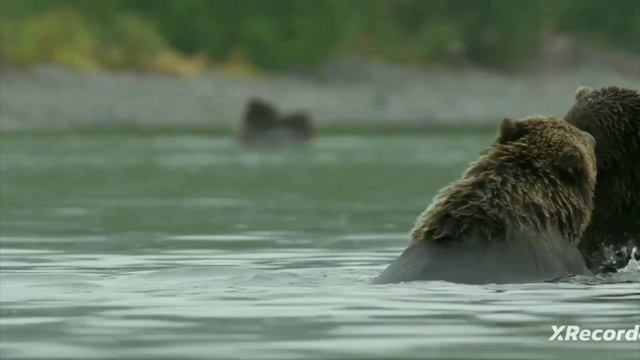 Бурые медведи в природе