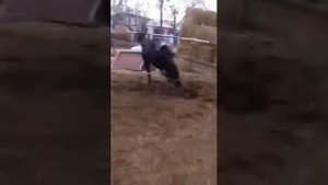 Объездка молодого жеребца Карачаевской породы.