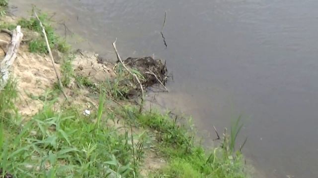 Затонувшие деревья смотреть онлайн