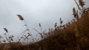 Охота на бакланов