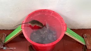 Самые Креативные Ловушки для Животных — Как Делаются Ловушки